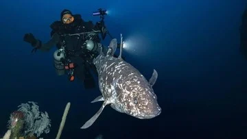 Ikan Purba yang Dikira Punah 66 Juta Tahun Lalu Ditemukan Hidup
