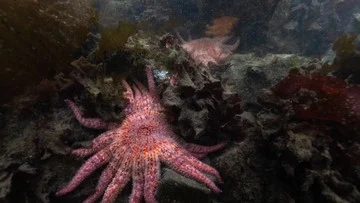 Puluhan Bintang Laut Bunga Matahari Langka Dilepas di Washington