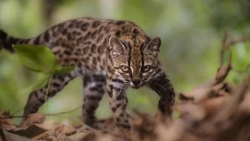 Ilmuwan Temukan Leopardus tilcayo, Spesies Kucing Baru di Bolivia